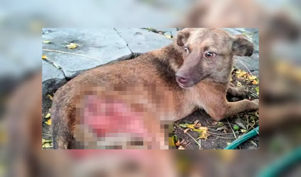 Mujer arroja aceite caliente a un perro y lo deja con graves heridas Mujer arroja aceite caliente a un perro y lo deja con graves heridas