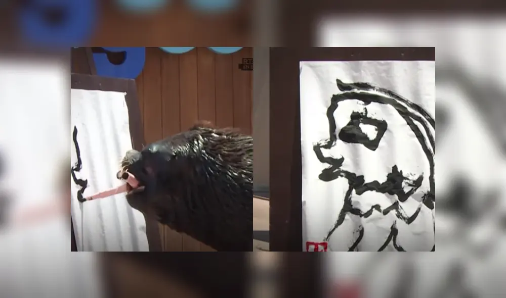 Desliza las imágenes para ver más de este león marino que es viral en YouTube con su increíble talento.