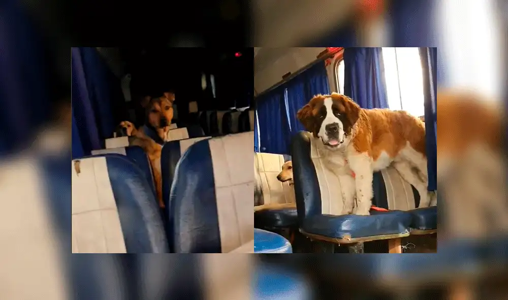 Paseador de perros compra movilidad escolar para darle el mejor servicio a sus ‘fieles amigos’ [VIDEO]