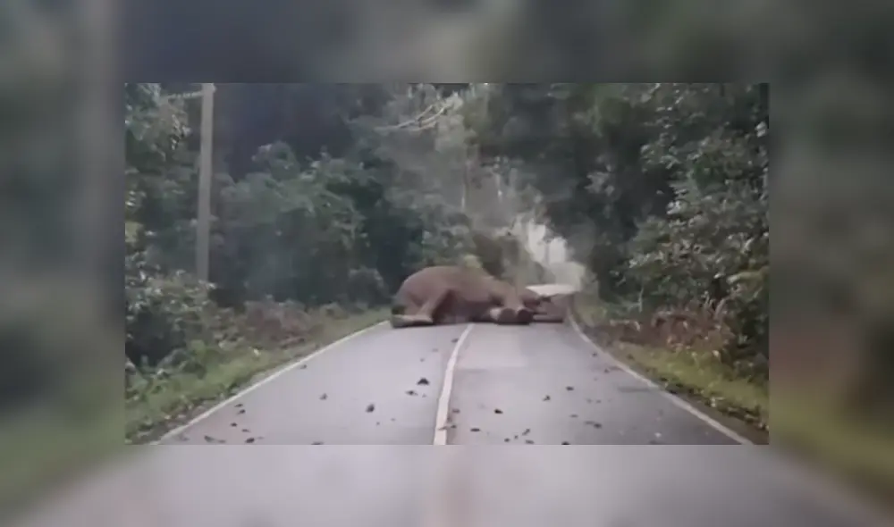 En Facebook, un joven recorría una carretera para cumplir con su jornada laboral, pero fue sorprendido por un gigantesco elefante. En Facebook, un joven recorría una carretera para cumplir con su jornada laboral, pero fue sorprendido por un gigantesco elefante.