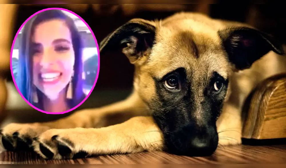 Facebook: mujer atropella a un perro y lo presume en redes sociales  