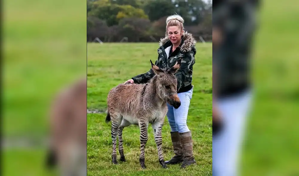 Facebook: Burro y cebra tienen una cría y apariencia de esta criatura sorprende a todos Facebook: Burro y cebra tienen una cría y apariencia de esta criatura sorprende a todos