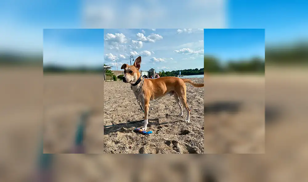 Desliza las imágenes hacia la izquierda para observar la reacción de un perro al recibir la sorpresa de su dueña. Foto: Fernanda Paola.