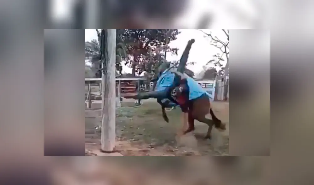 Facebook viral: chico confunde mula salvaje con caballo, se monta y pasa vergüenza [VIDEO] 