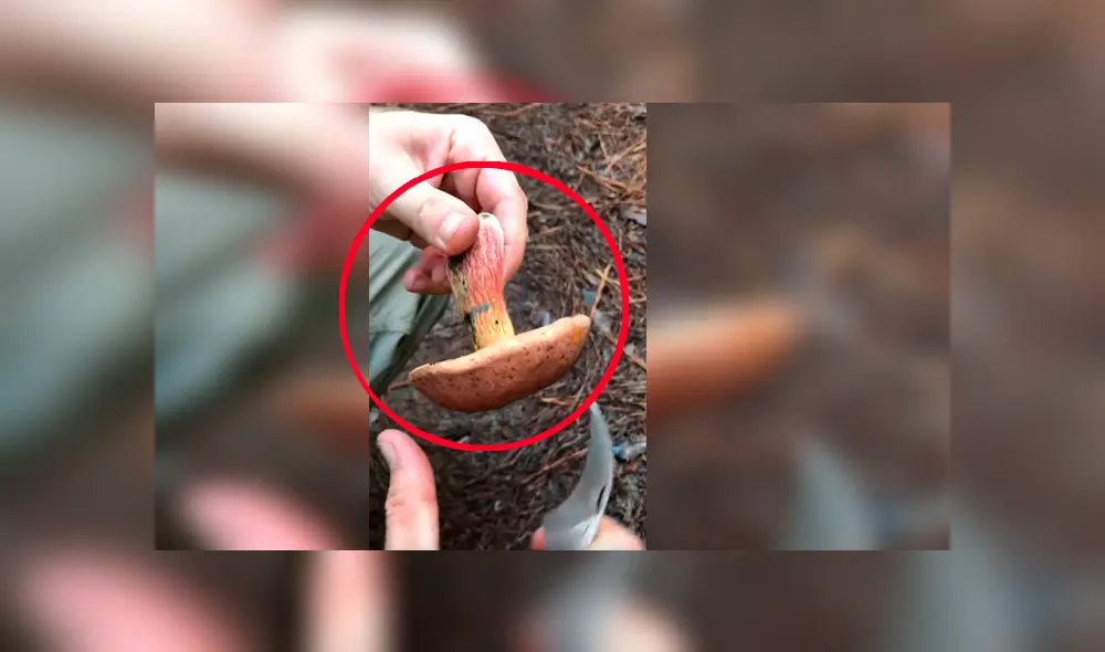 Curioso joven quedó atónito con lo que ocurrió luego de cortar un misterioso hongo que encontró por su vivienda Curioso joven quedó atónito con lo que ocurrió luego de cortar un misterioso hongo que encontró por su vivienda