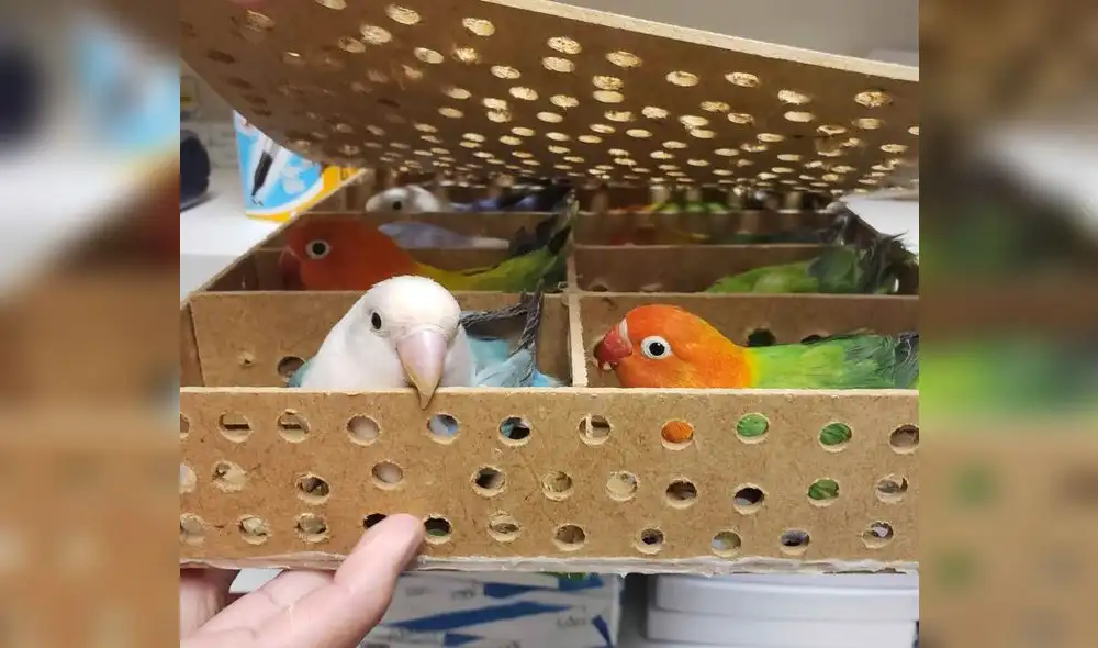 Viajó de España a Puerto Rico con 32 aves vivas dentro de equipaje de mano