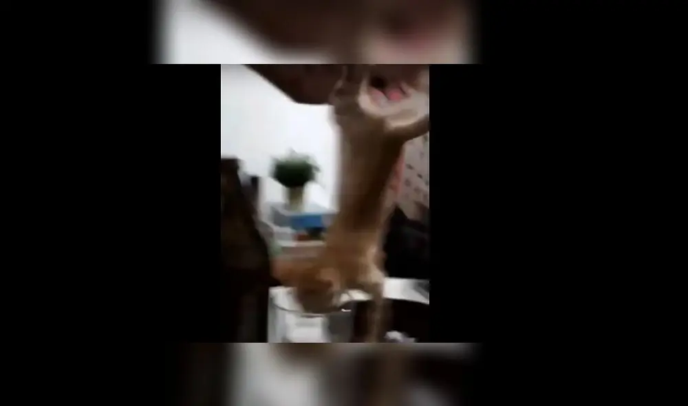 Maltratan a un gato introduciéndole un cigarro encendido en la boca