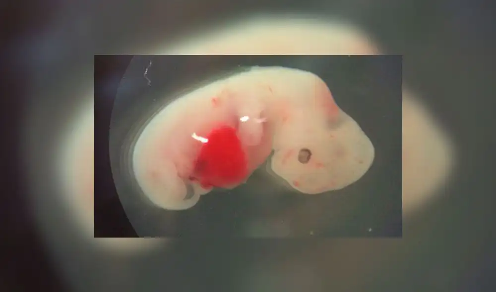 Científicos crearon el primer híbrido entre humano y cerdo | FOTOS