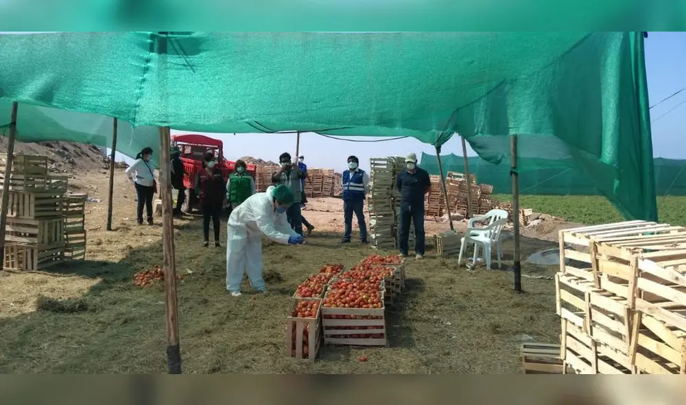 tomates aguas servidas tomates aguas servidas