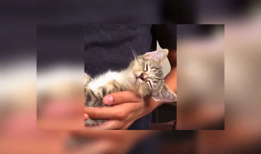 Desliza las imágenes hacia la izquierda para conocer el curioso comportamiento de un gato al estar cerca de su dueño.