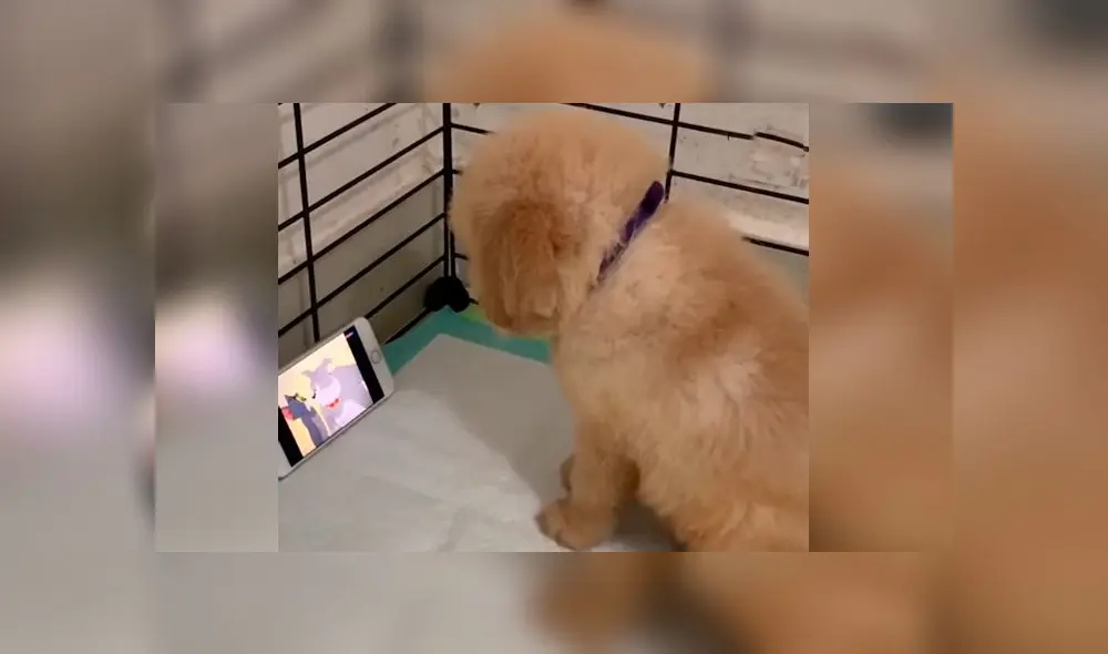 Desliza las imágenes para ver la increíble reacción que tuvo un cachorro al ver un capítulo de 'Tom y Jerry'. Foto: Woof Woof