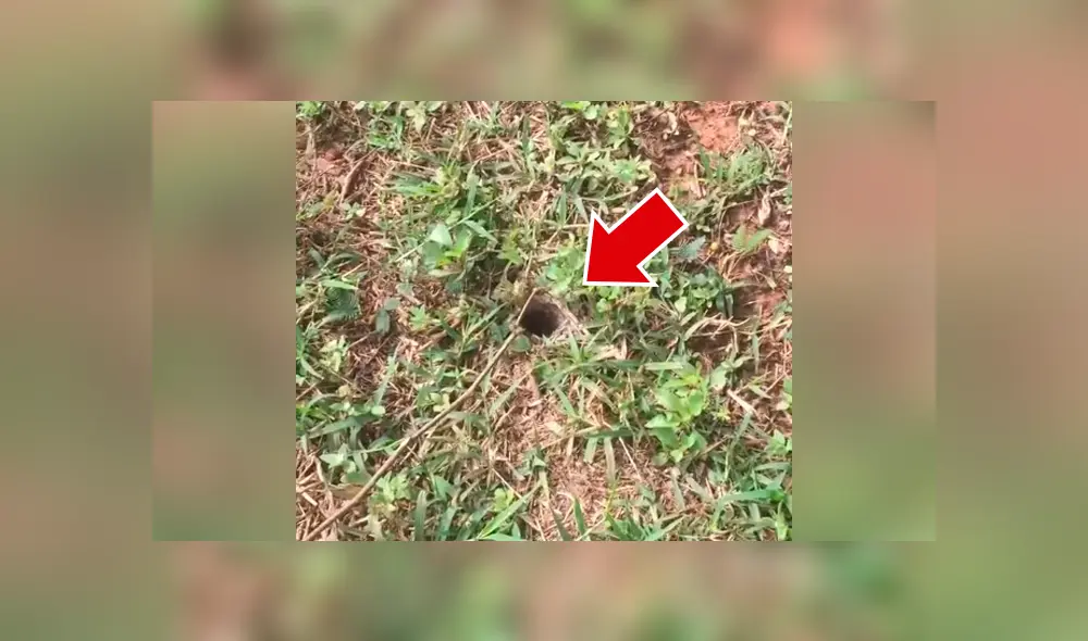 Chico se topa con misterioso agujero, mete un palo y aterradora criatura emerge para atacarlo [VIDEO]