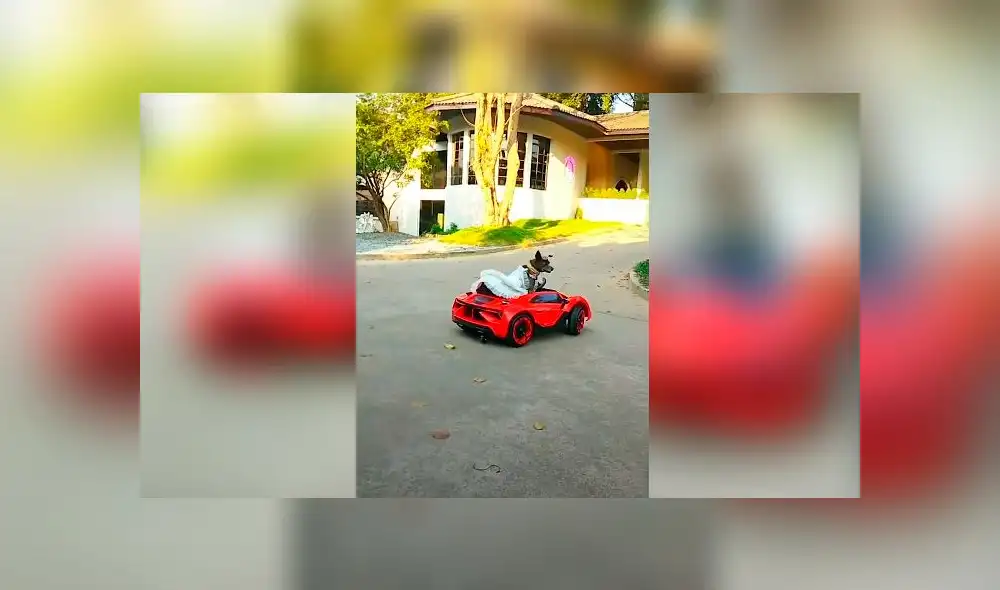 Desliza las imágenes para ver la divertida escena que registró una mujer entre su perro y su padre. Foto: Viral Press Desliza las imágenes para ver la divertida escena que registró una mujer entre su perro y su padre. Foto: Viral Press