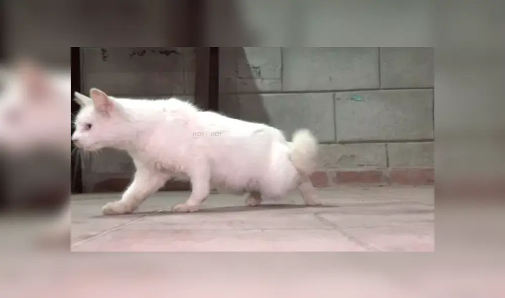 YouTube viral: revelan la triste verdad del gato con cuerpo de conejo que asombró a todos [VIDEO]