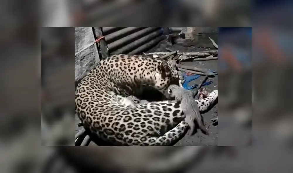 Desliza las imágenes para conocer el momento en que una leoparda cuida de sus crías tras escapar de su hábitat. Foto: La Vanguardia. Desliza las imágenes para conocer el momento en que una leoparda cuida de sus crías tras escapar de su hábitat. Foto: La Vanguardia.