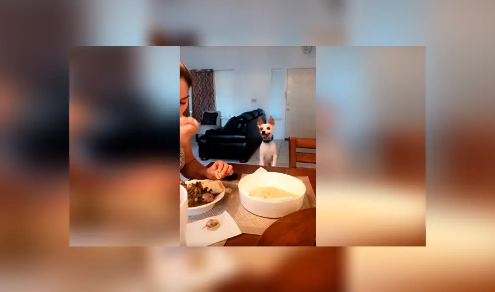 Desliza las imágenes hacia la izquierda para apreciar la singular acción de un pequeño perro para pedir comida.