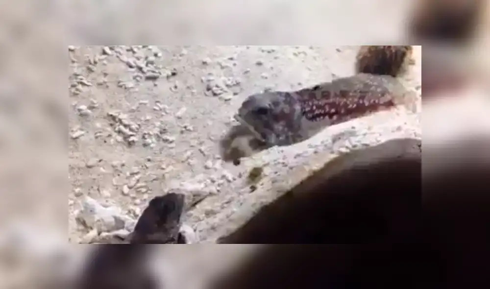 En YouTube, un joven quedó impactado al descubrir que sus peces tenían constantes peleas dentro del acuario.