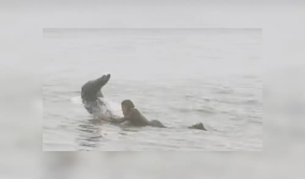 Joven practicaba surf en el agua cuando una foca aparece saltando y lo asusta [VIDEO]