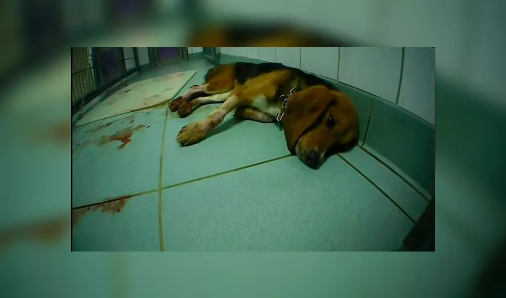 Monos colgados por el cuello y gatos con 13 extracciones de sangre: laboratorio de terroríficos experimentos [FOTOS] 