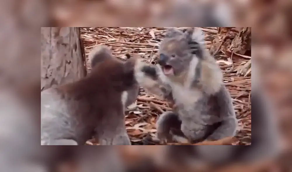 La guía turística que filmó el momento, quedó sorprendida al ver al macho intentando copular cuando no era la temporada de apareamiento. Foto: captura La guía turística que filmó el momento, quedó sorprendida al ver al macho intentando copular cuando no era la temporada de apareamiento. Foto: captura