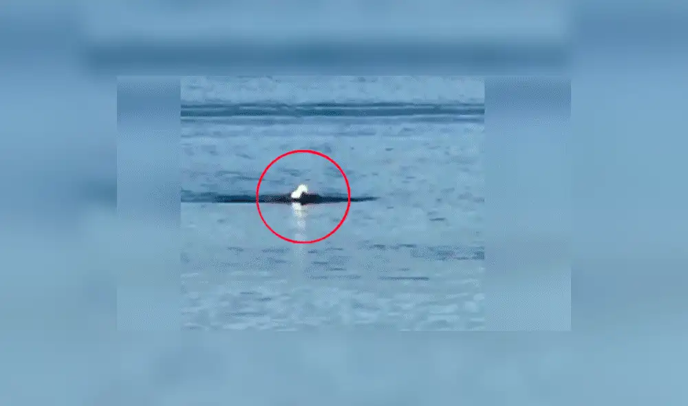 YouTube viral: águila  es captada nadando como una persona y provoca confusión en miles [VIDEO]