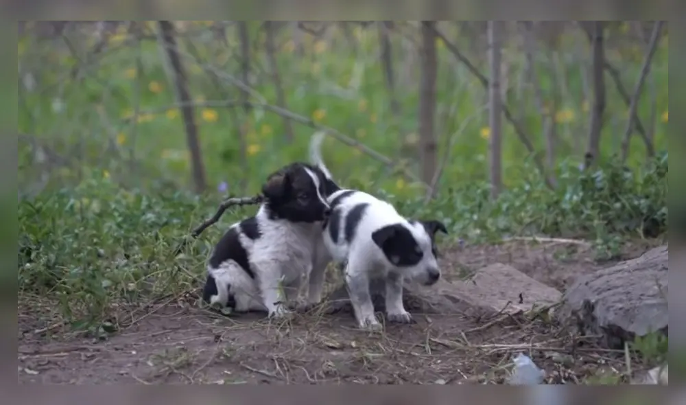 Chernobyl: el cruel destino de los perros radioactivos tras el accidente nuclear