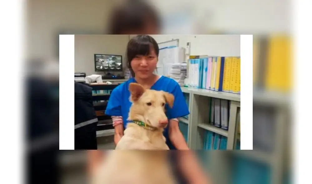 Veterinaria se suicidó con fármaco que utilizó para sacrificar a 700 perros