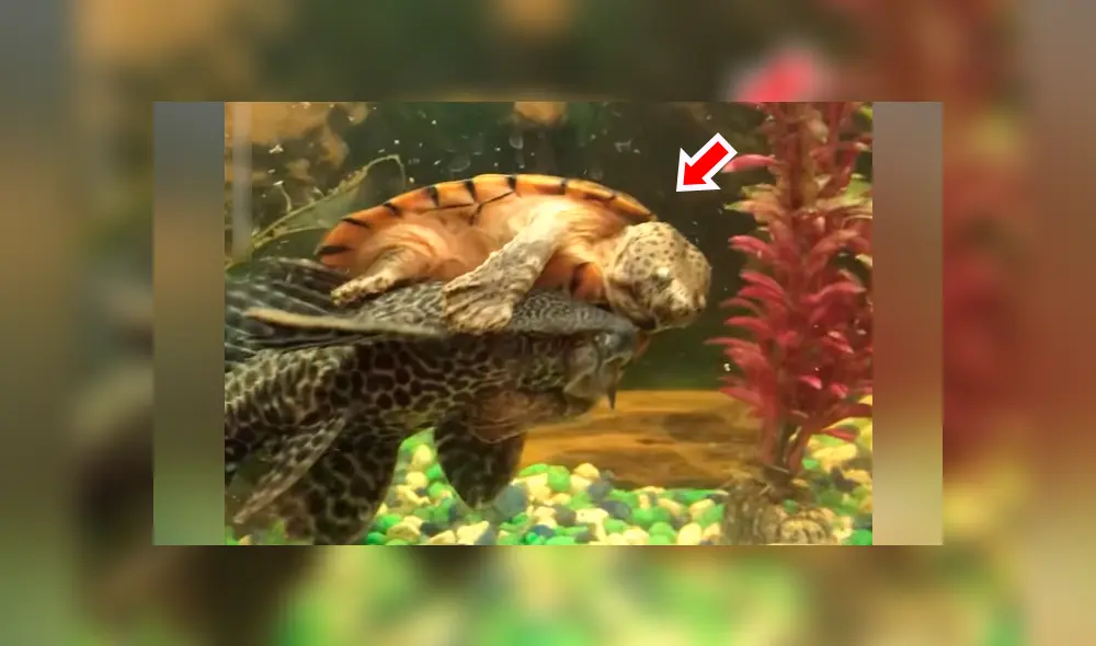 Tortuga marina monta un pez para intentar atraparlo y ocurre lo inesperado [VIDEO] 