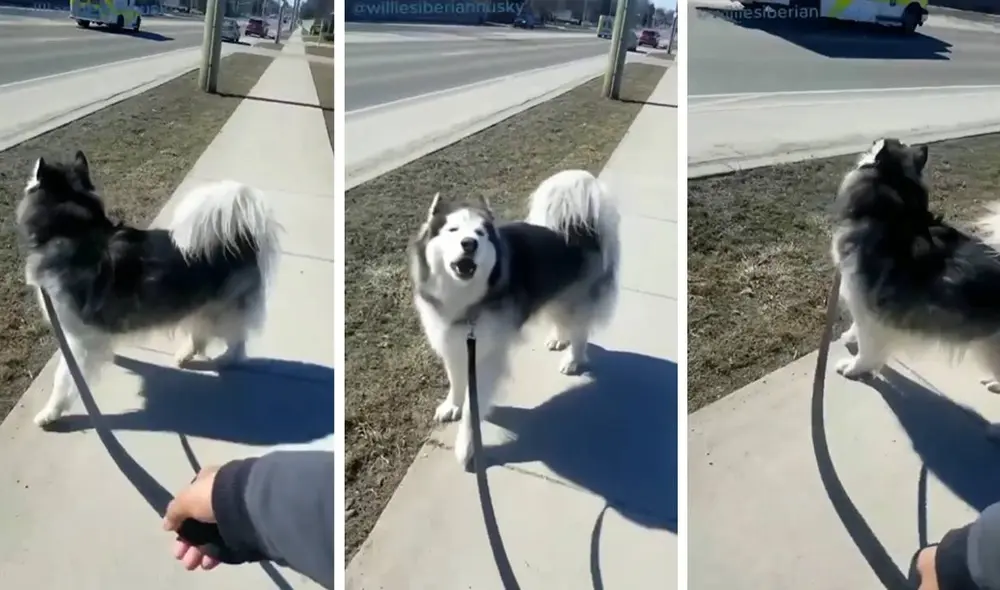 El clip se viralizó en las redes sociales. Foto: composición LR/captura de TikTok/@officialnagma