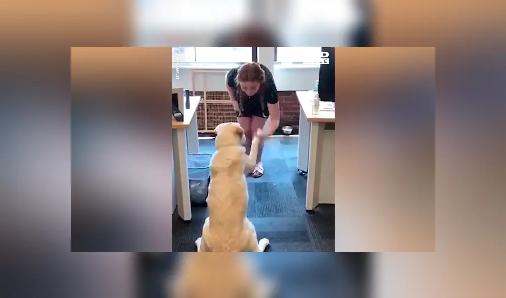 Facebook viral: chica sorda usa lenguaje de señas para entrenar a su perro y final sorprende [VIDEO] 