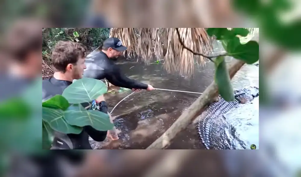 Dos jóvenes quedaron cara a cara con un enorme cocodrilo.