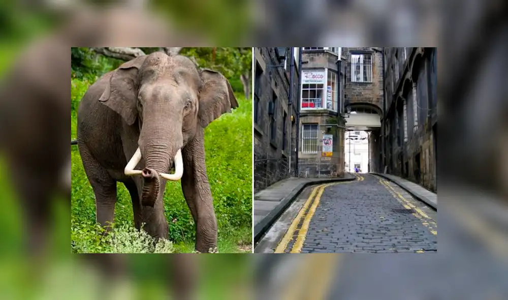 Hombre mantuvo un elefante al interior de su departamento. Foto: Composición