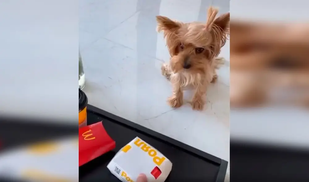 Desliza las imágenes para ver la curiosa broma que le hizo una joven a su perro cuando le dio comida. Foto: Captura de TikTok Desliza las imágenes para ver la curiosa broma que le hizo una joven a su perro cuando le dio comida. Foto: Captura de TikTok