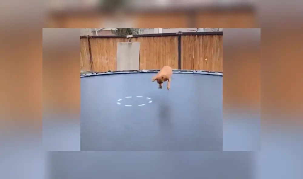 Desliza a la izquierda para conocer más sobre este nuevo video viral que ha sorprendido a miles de usuarios en Facebook. Foto: Captura.