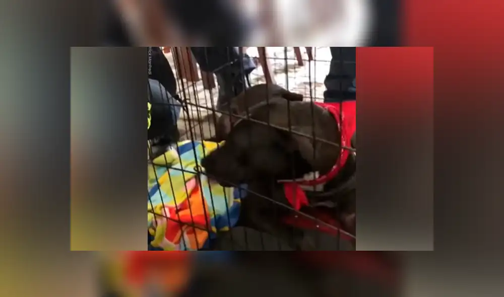 Facebook viral: bombero salva la vida de perro travieso que quedó con la mandíbula atorada a su jaula Facebook viral: bombero salva la vida de perro travieso que quedó con la mandíbula atorada a su jaula