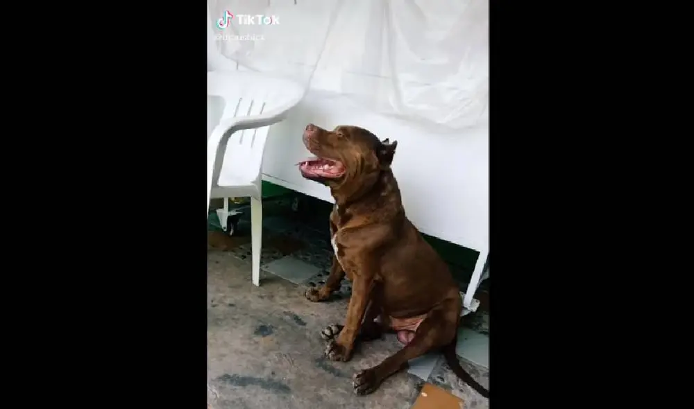 Desliza para ver la reacción del perro en el video viral de Facebook. Foto: Captura/@djausbick