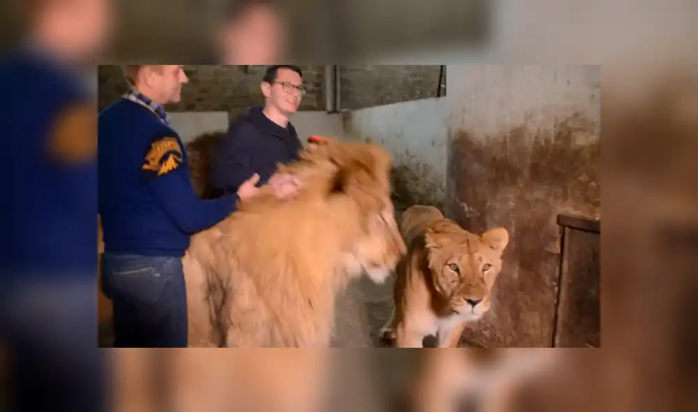 YouTube viral: leones aparecen mientras reportero entrevista a cuidador y sucede esto [VIDEO]