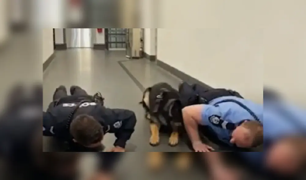 Desliza las imágenes para ver más sobre esta divertida rutina de ejercicios que realizó un obediente perro.