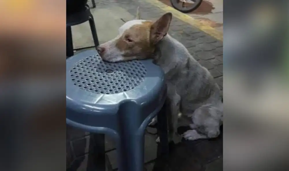 Desliza para ver más detalles sobre esta conmovedora escena que logró tocar el corazón de miles de personas. (Foto: captura / Twitter)