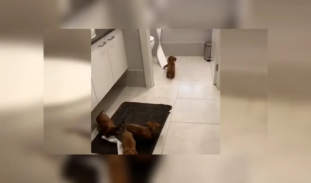 En YouTube, un joven encontró el papel higiénico destrozado y supo que sus traviesos perros eran los responsables. En YouTube, un joven encontró el papel higiénico destrozado y supo que sus traviesos perros eran los responsables.