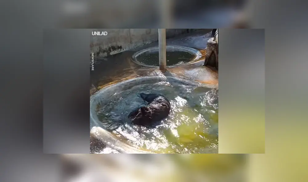 Un turista grabó en un video viral de Facebook el preciso instante en que un oso realizó un divertido clavado a su laguna artificial y desató la risa en miles de usuarios.
