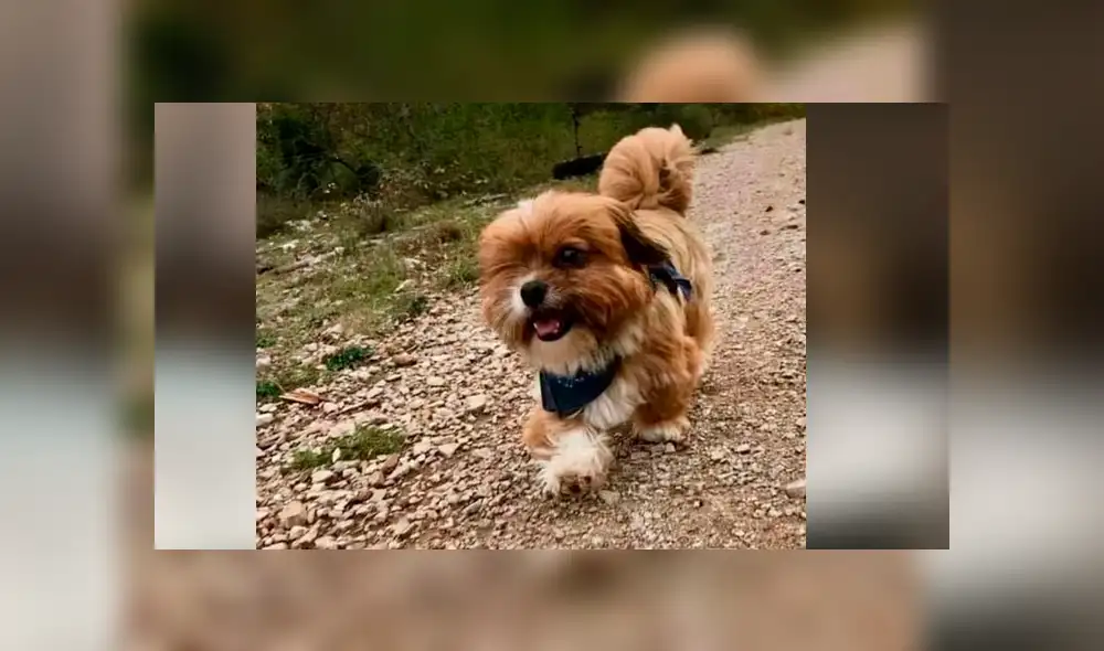 Facebook viral: mujer rescata a perro, le cura sus heridas y ahora tiene un cambio radical [FOTOS]
