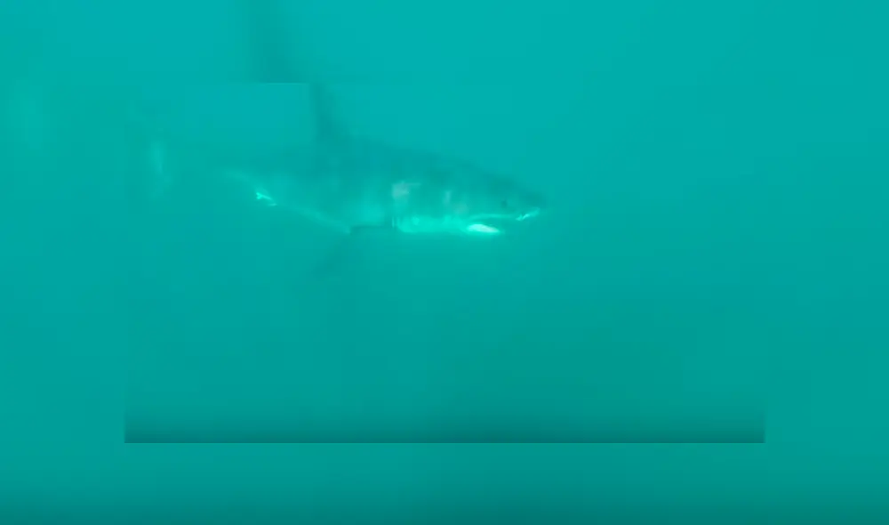 Desliza hacia la izquierda para ver el encuentro de los turistas con enormes tiburones blancos. Video es viral en Facebook. Desliza hacia la izquierda para ver el encuentro de los turistas con enormes tiburones blancos. Video es viral en Facebook.