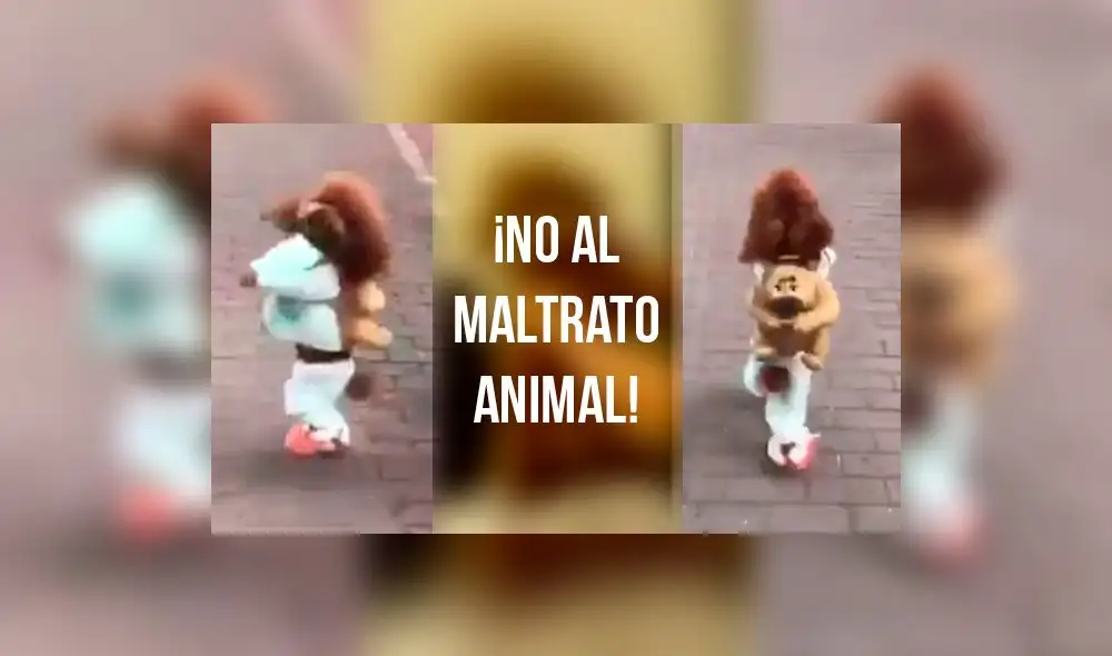 Facebook: perritos que caminan en dos patas esconden una historia de maltrato