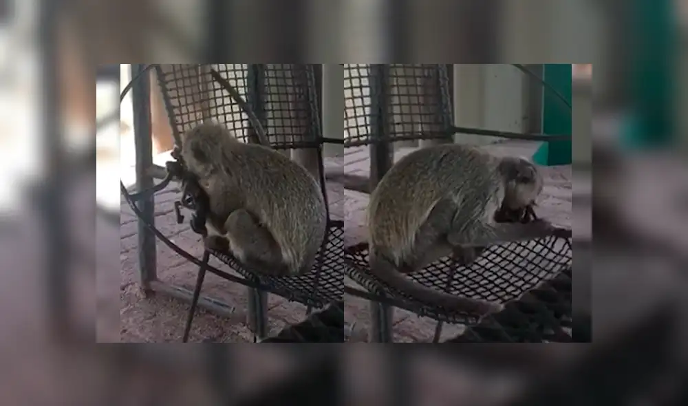 Turista se percató de que la mona sostenía algo extraño y cuando se acercó, presenció la triste escena. El video ha conmocionado a todos en YouTube