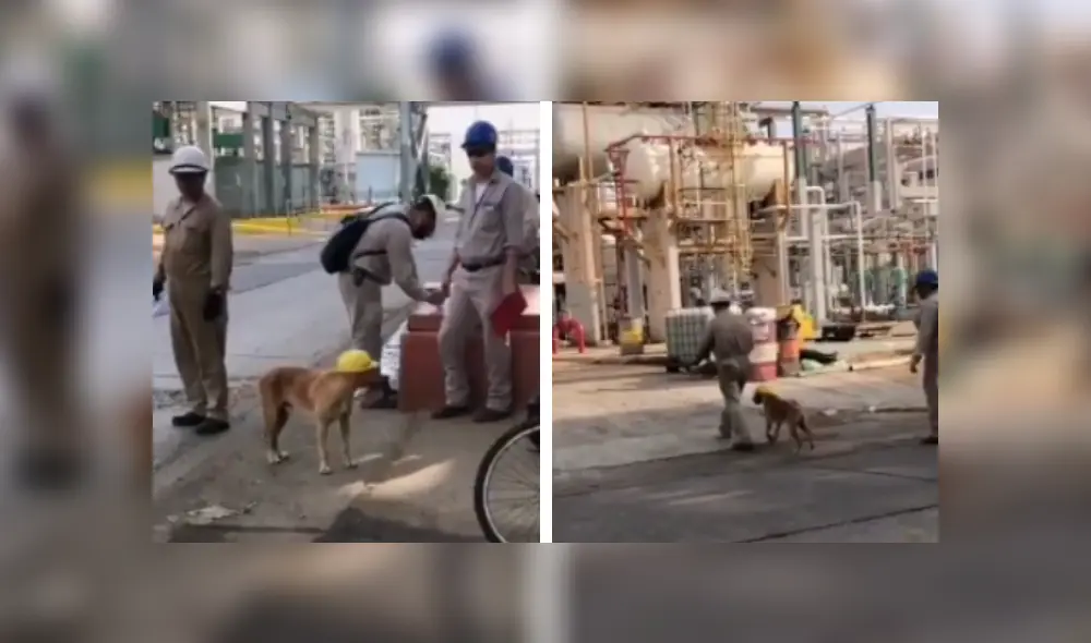 Desliza las imágenes para conocer la noble acción de unos ingenieros al integrar en su equipo a un perro. Fotocaptura: Facebook.