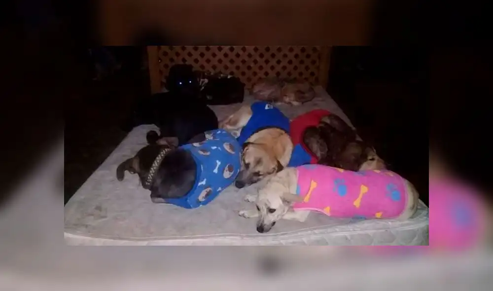 Animalitos fueron rescatados de la calle en situación de abandono y maltrato. Foto: Facebook Amigos Animalistas Perú Animalitos fueron rescatados de la calle en situación de abandono y maltrato. Foto: Facebook Amigos Animalistas Perú