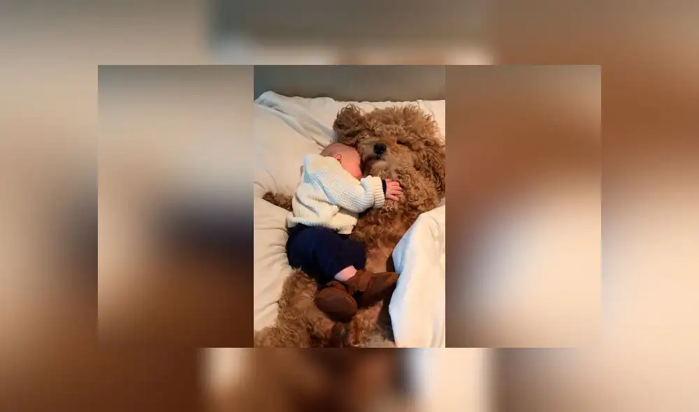 Desliza las fotografías para ver la tierna escena que registró una mujer entre su perro y su bebé. Foto: Captura/Facebook Desliza las fotografías para ver la tierna escena que registró una mujer entre su perro y su bebé. Foto: Captura/Facebook