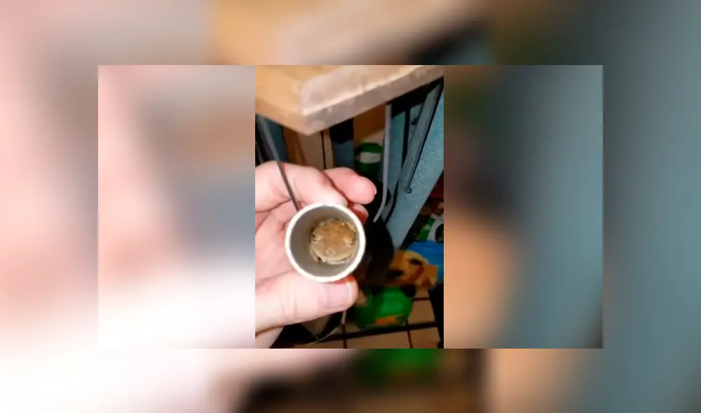 Facebook viral: escucha extraños ruidos en su casa, revisa y descubre misteriosas criaturas