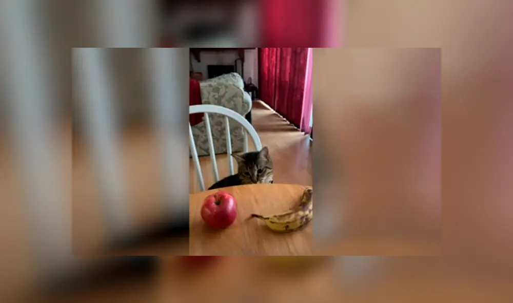 Desliza las imágenes para conocer las habilidades de un gato al cumplir con los desafíos creados por su dueña.